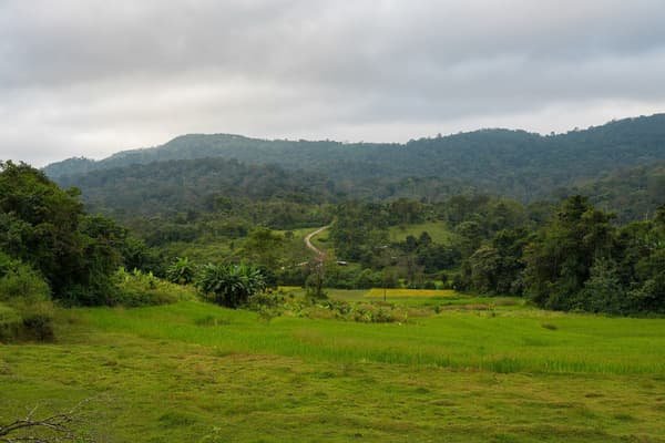 Green paddy fields and forested hills in Kodagu, Coorg